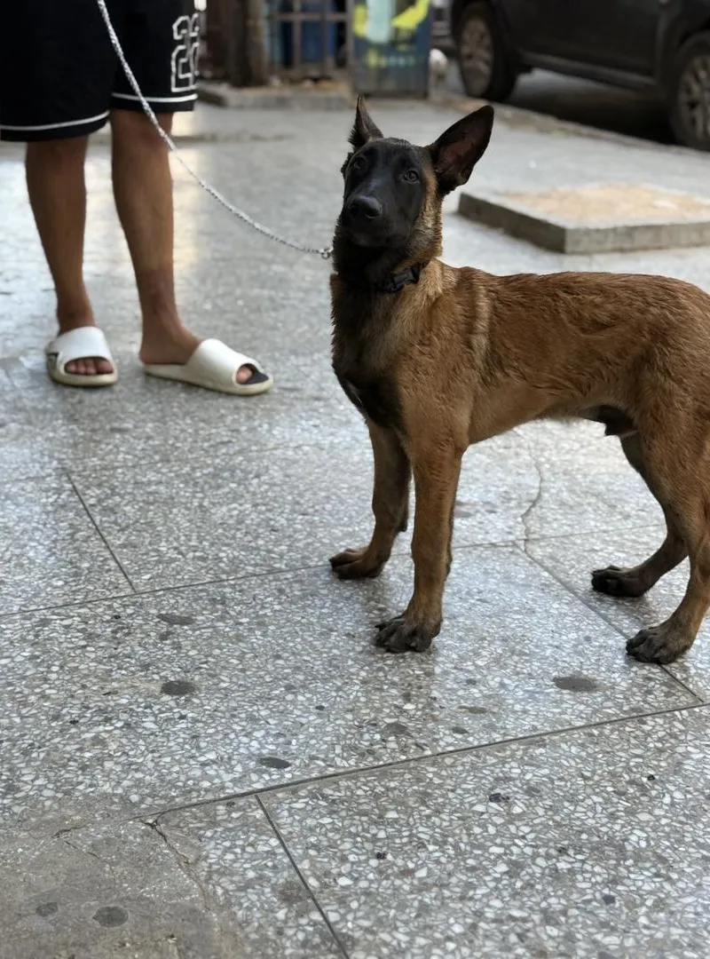 Malinois charbonnier à vendre