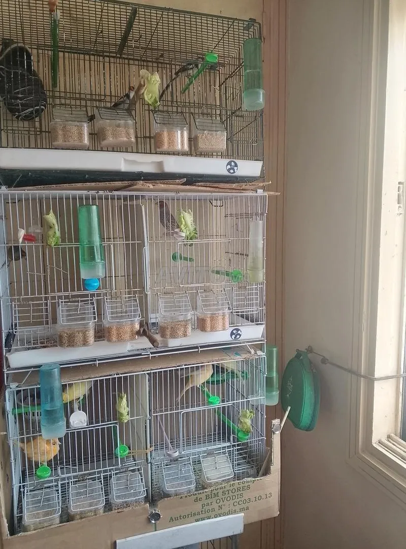 Mistou et Canari