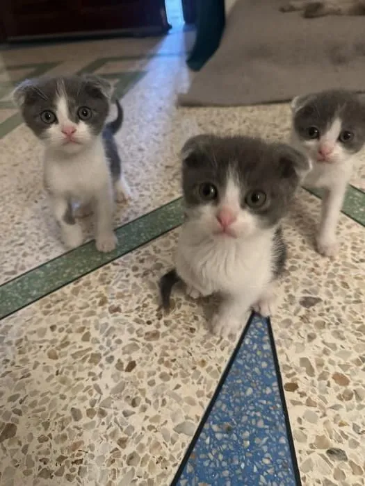 Scottish fold