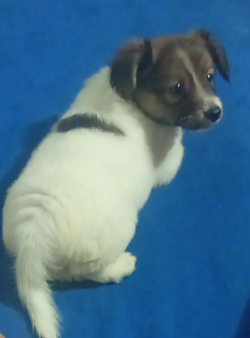 Chien Jack Russell Terrier