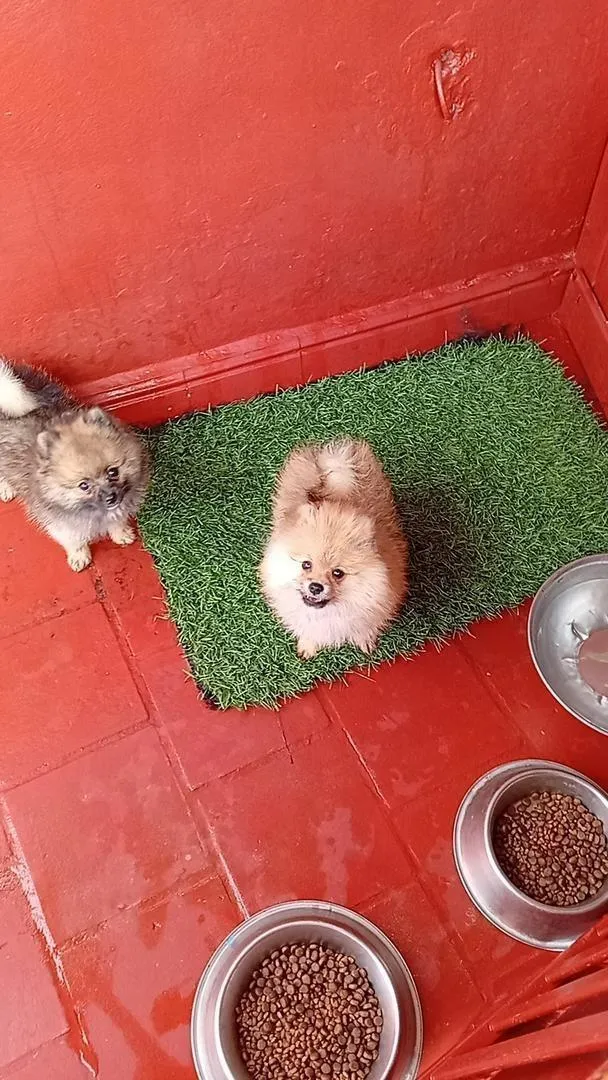 Chiot Spitz Pomeranian