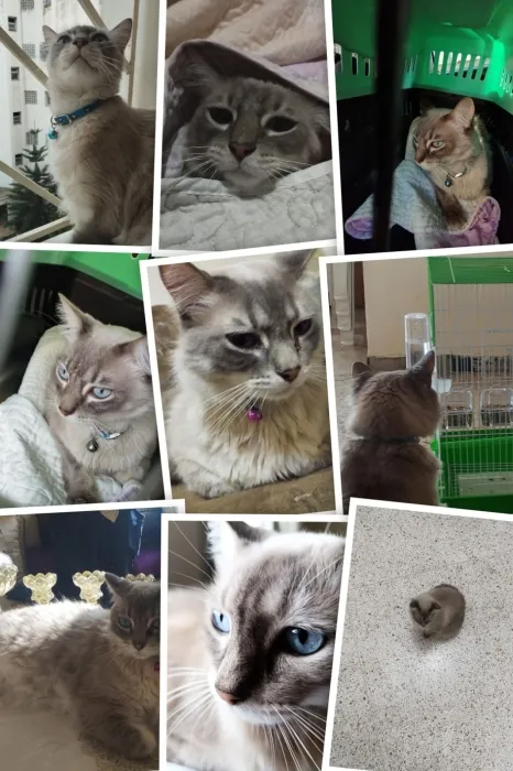 ragdoll tigré pour adoption