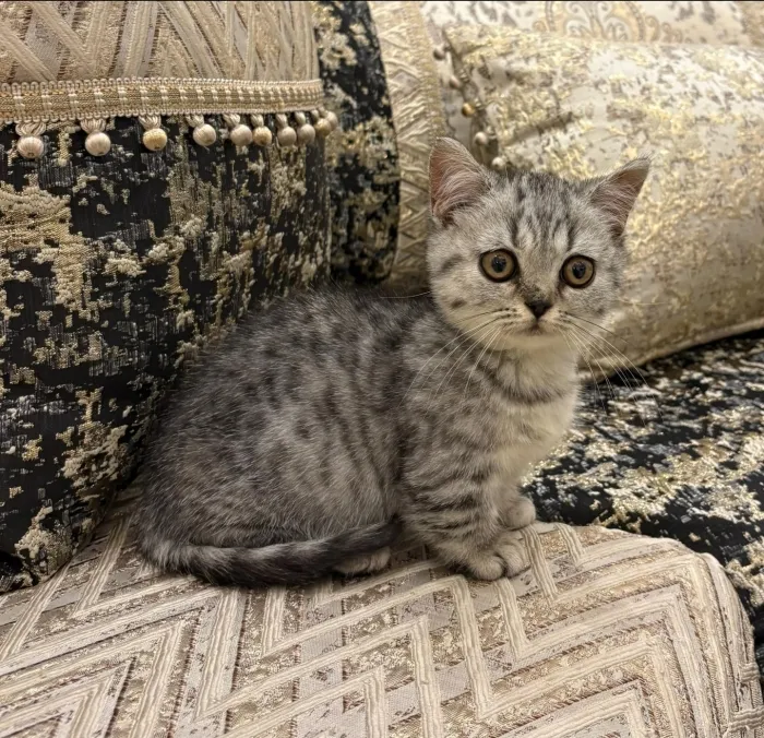 munchkin