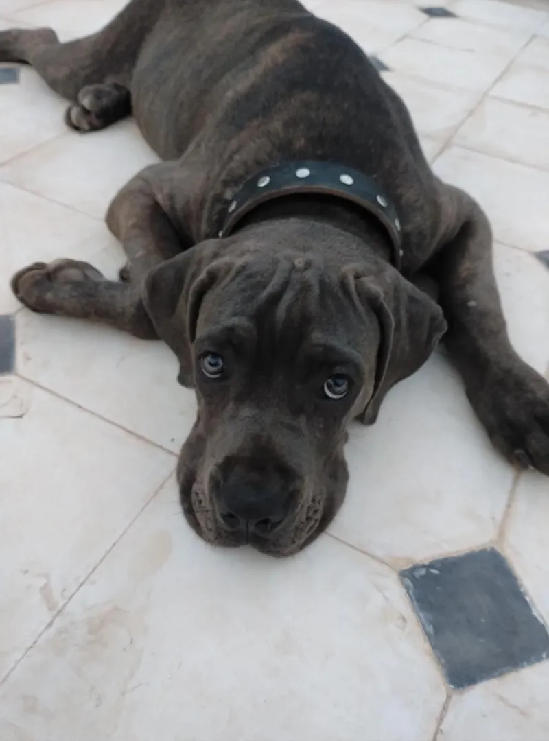 Cane corso
