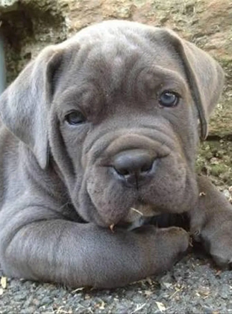 Chiot Cane Corso