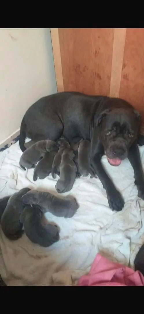 Chiot Cane Corso