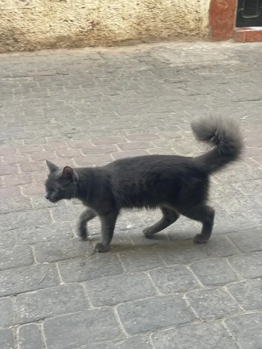 Neblung chats a marrakech
