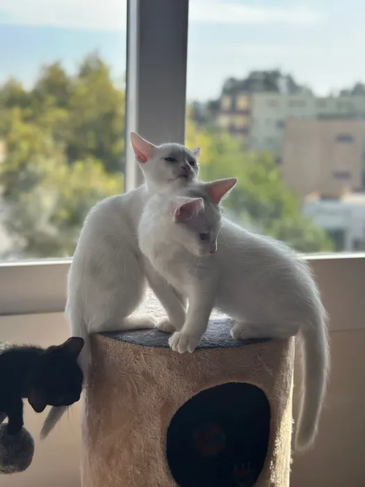 Chaton angora