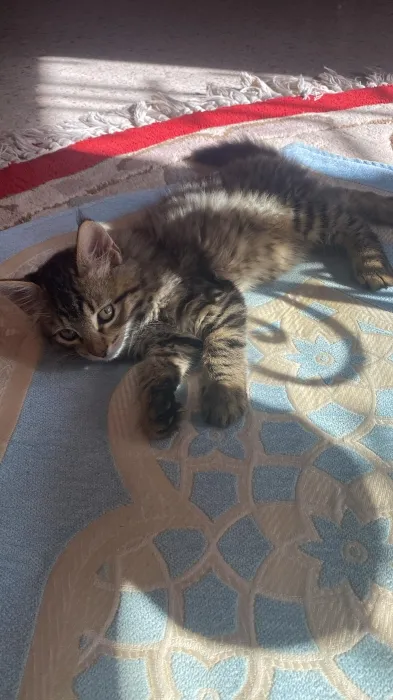 Chat maine coon