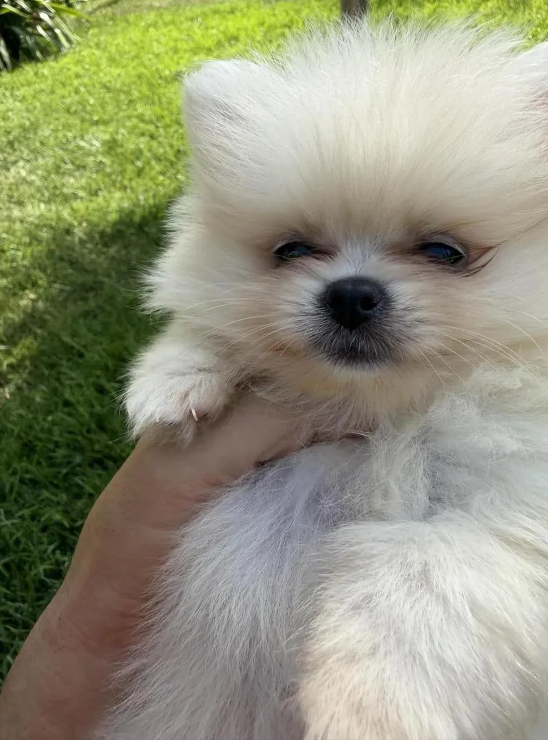 Spitz Pomeranian