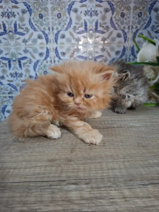 Persan chaton