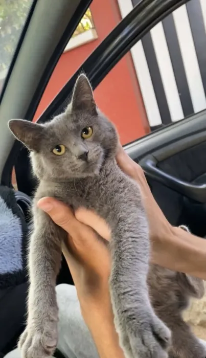 chartreux