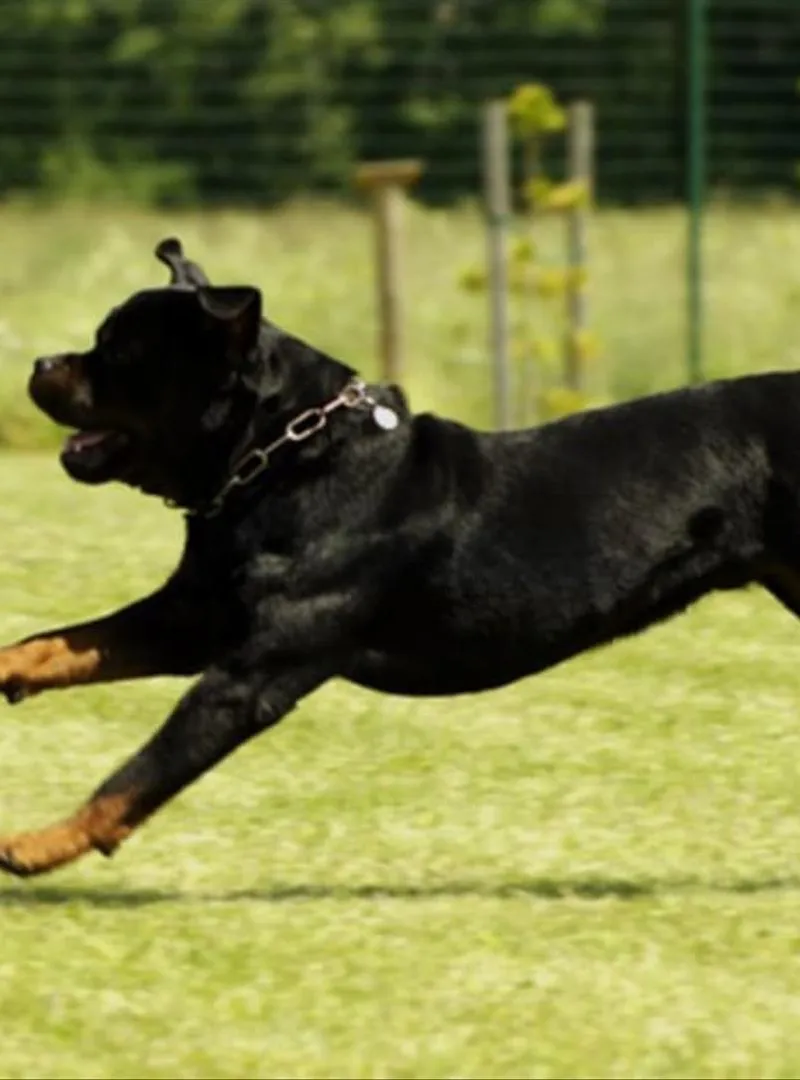 Femelle rottweiler pure race