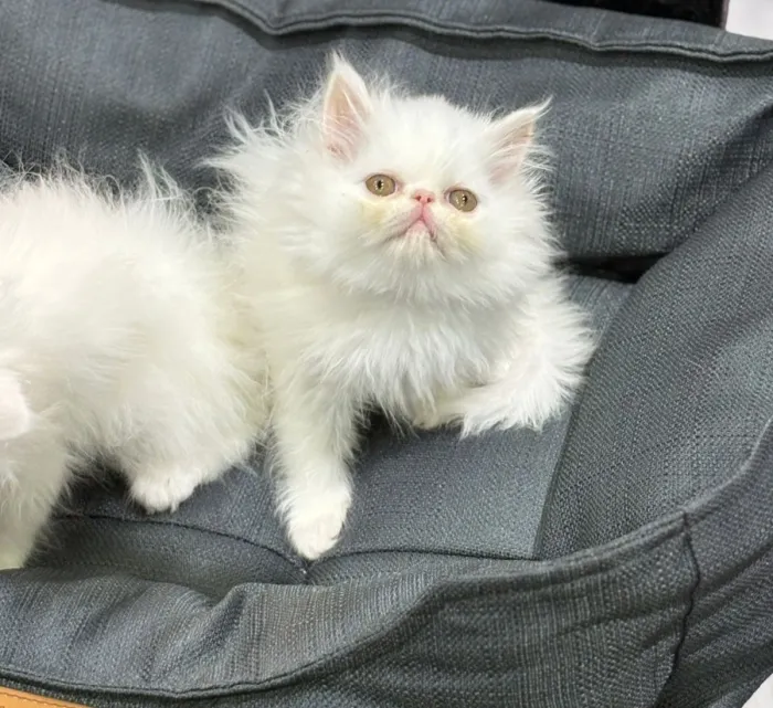 Persan chaton