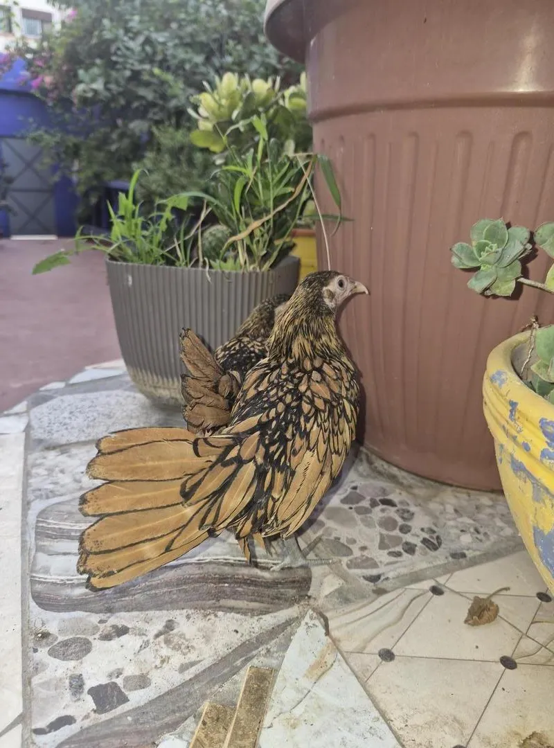Bantam Sebright dorées 4 mois femelles