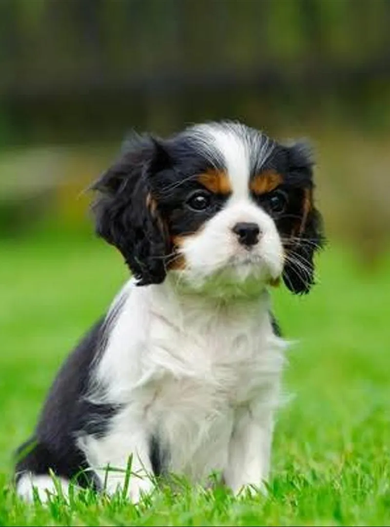 Chiot Cavalier King Charles
