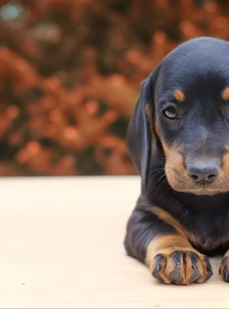 Chiot teckel