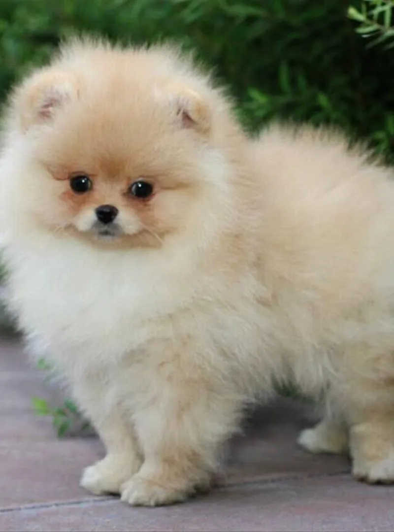 Chiot Spitz nain
