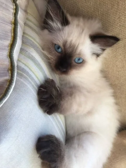 Siamois Himalayen