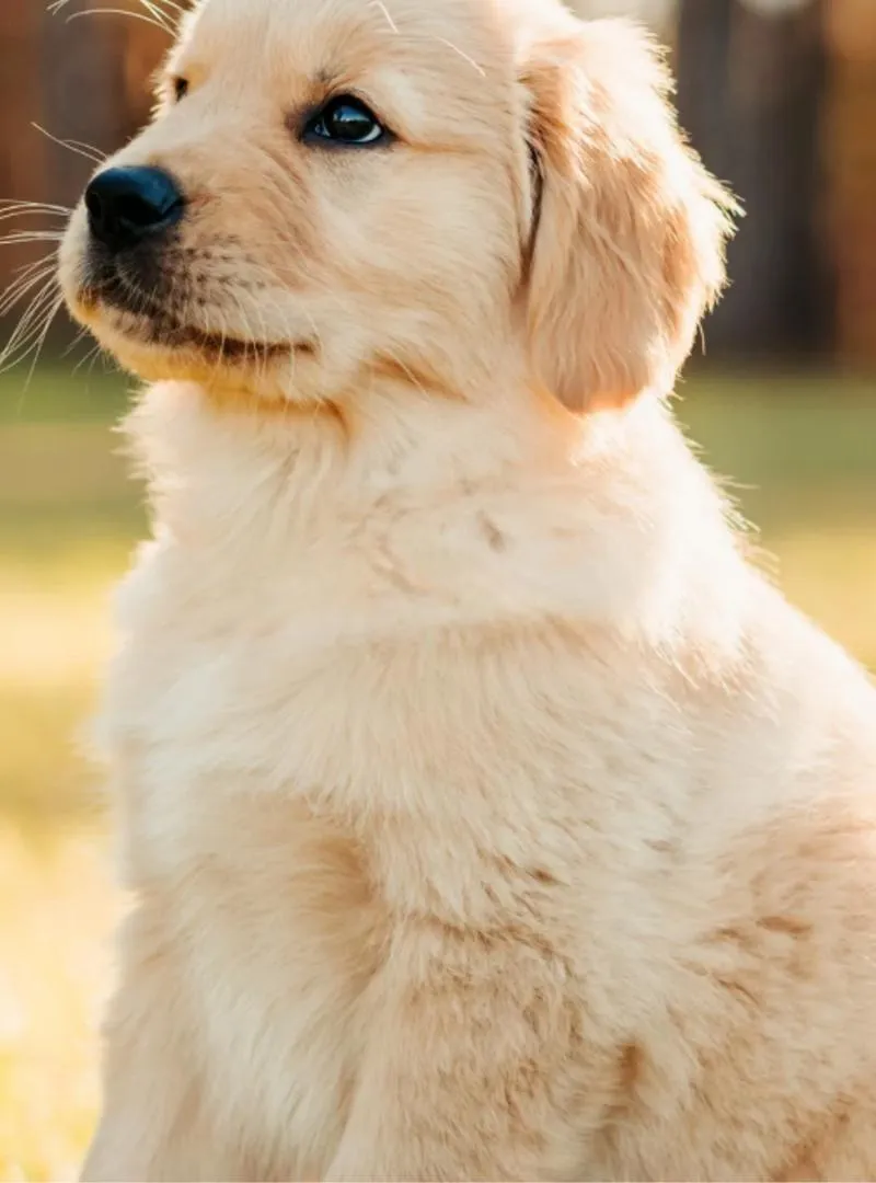 Chiot Golden Retriever