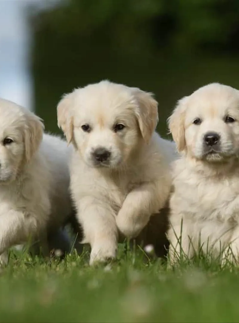 Chiot Golden Retriever