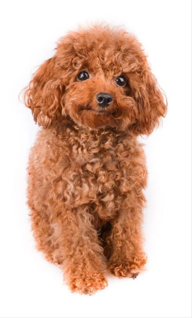 Chiot Caniche