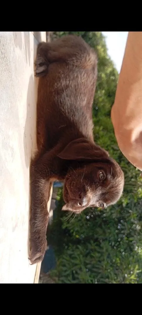 Chiot Labrador chocolat