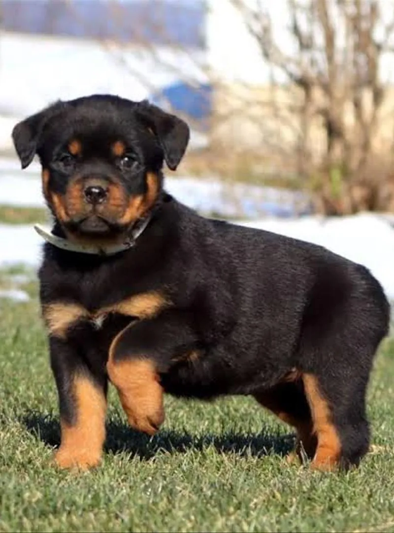 Chiot Rottweiler