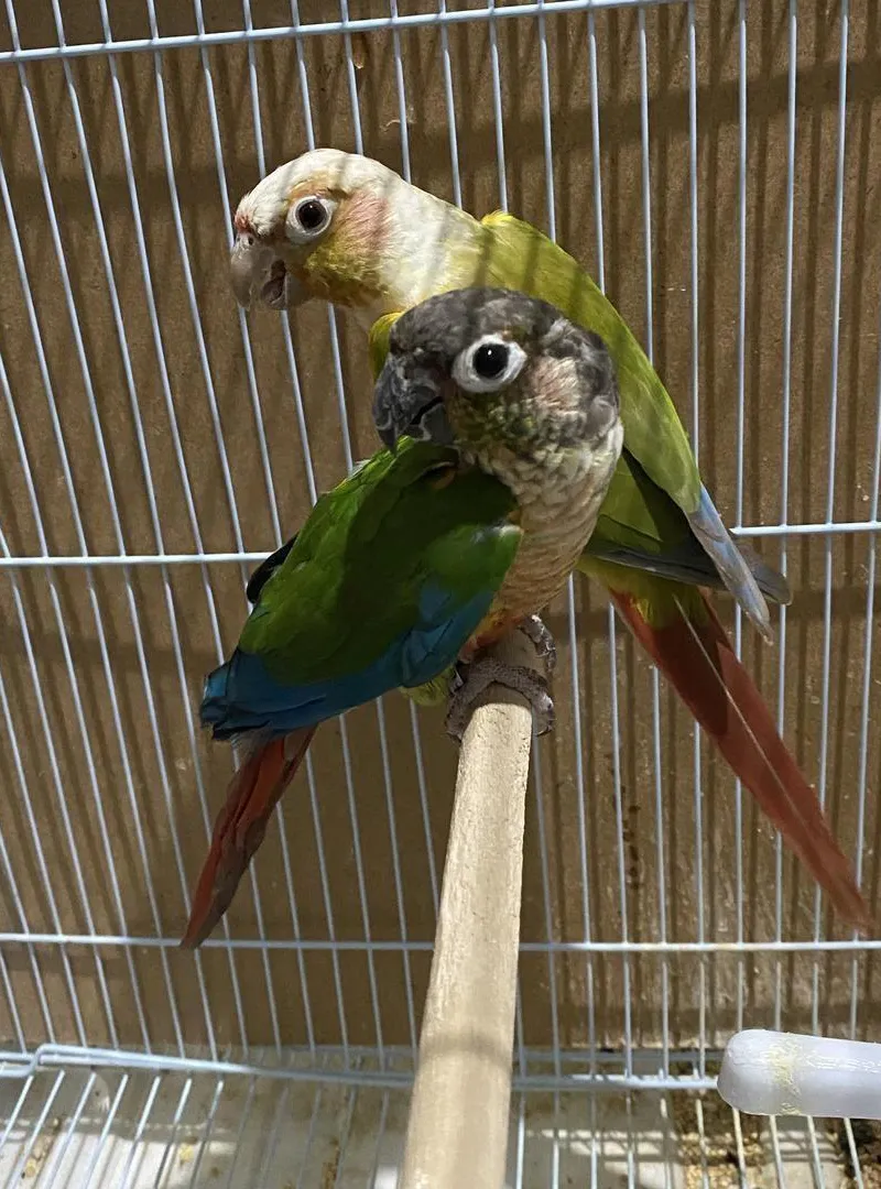 Couple Molina