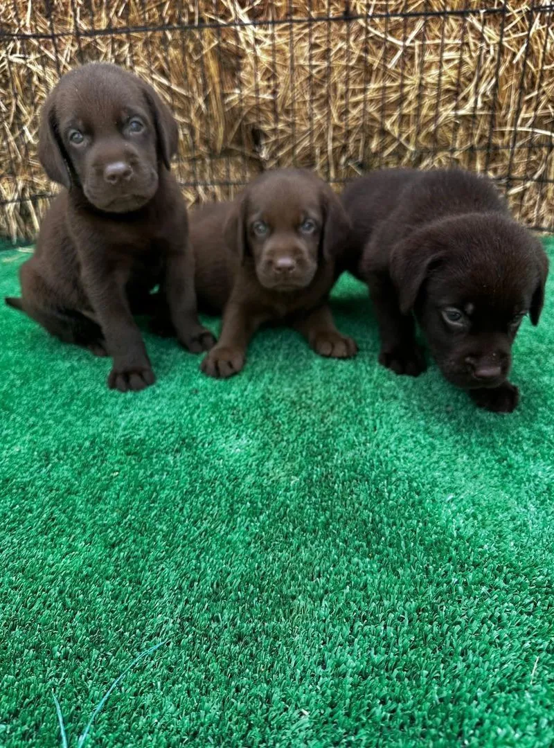 Femelle labrador chocolat