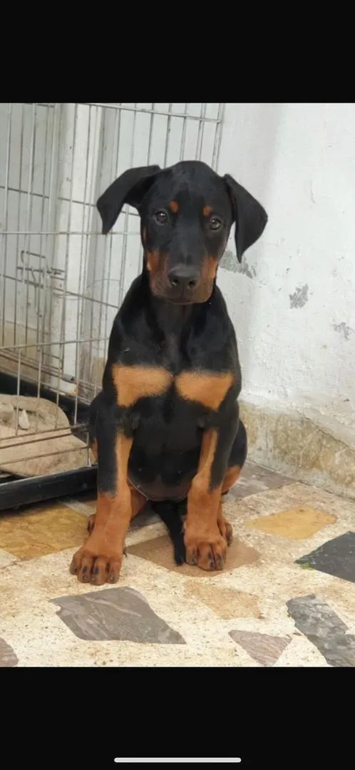 Chiot Doberman