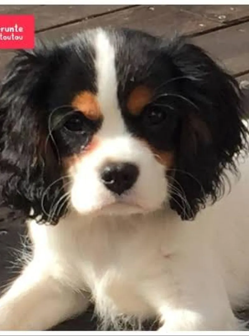 Chiot Cavalier King Charles