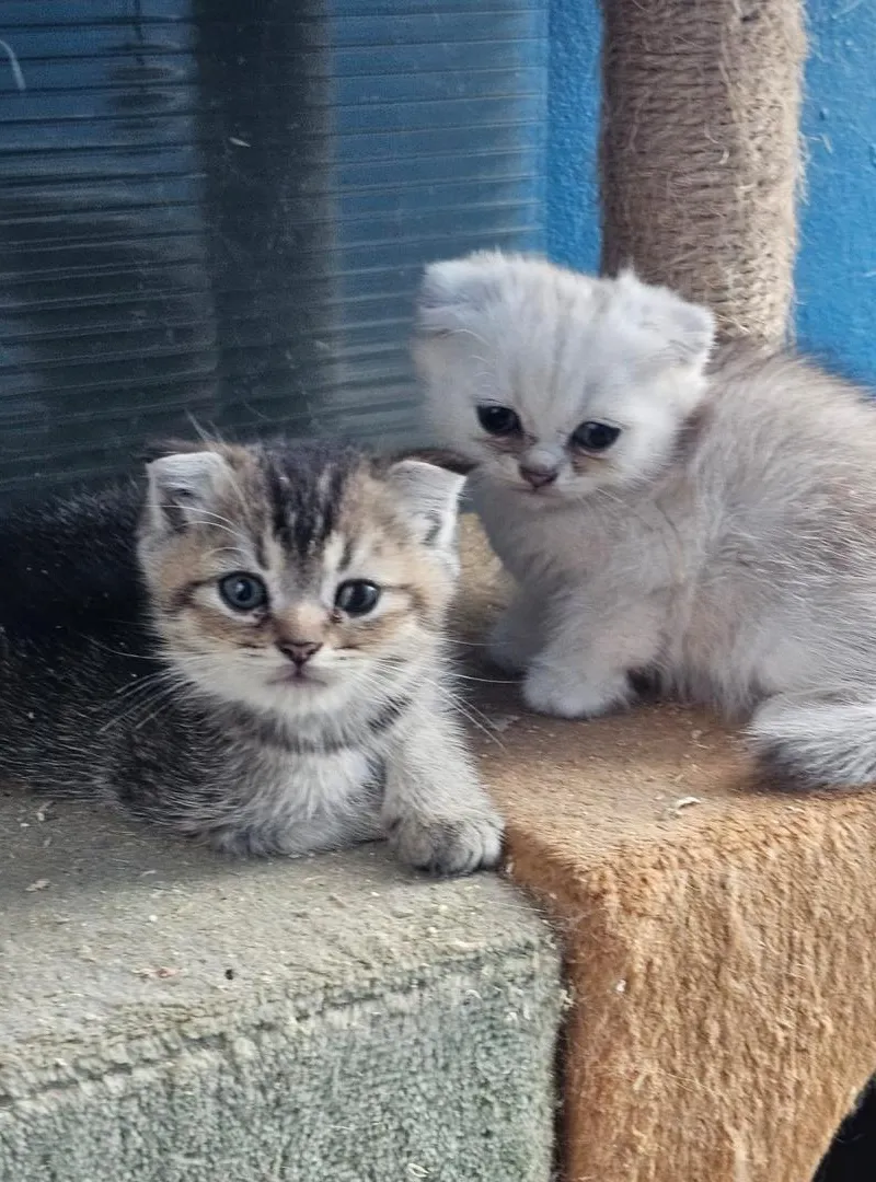Chaton écossais