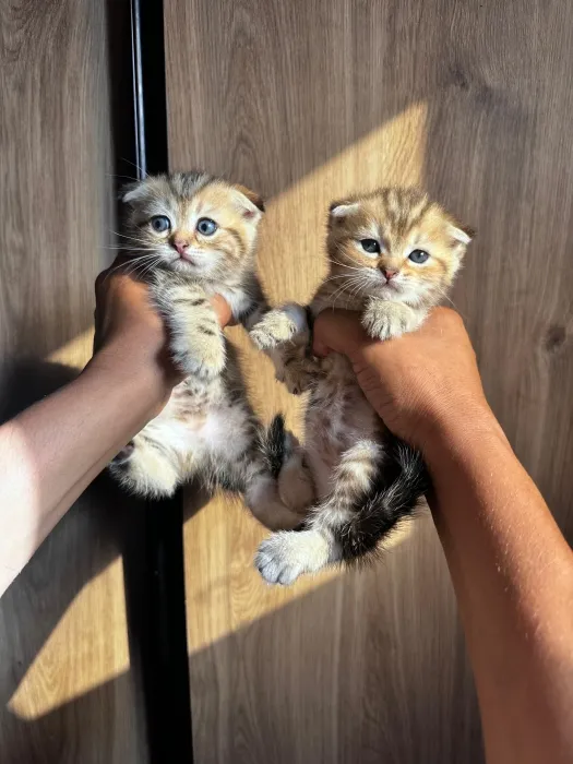 Chaton Scottich fold
