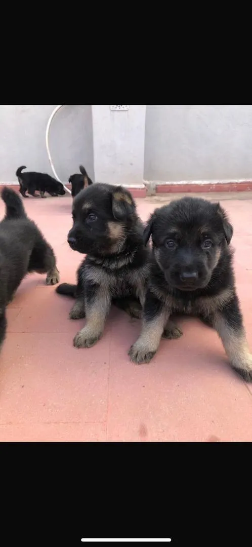 Chiot berger allemand