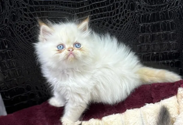 Persan Chaton