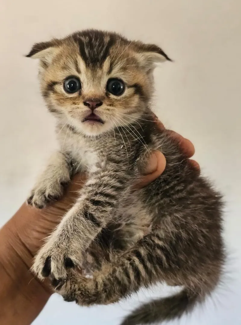 Chiot Scottish Fold