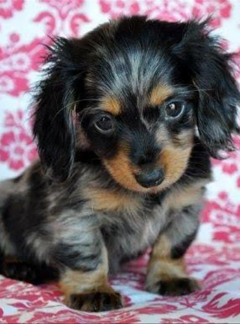 Chiot teckel