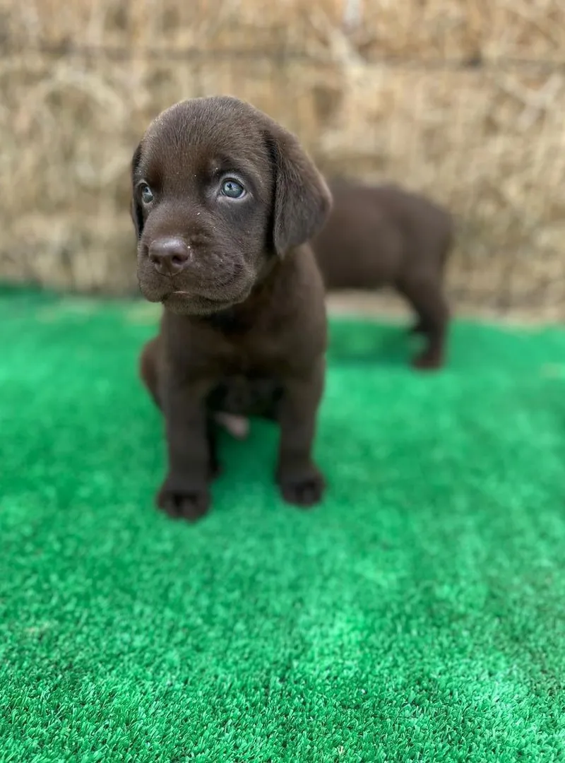 Chiot Labrador chocolat