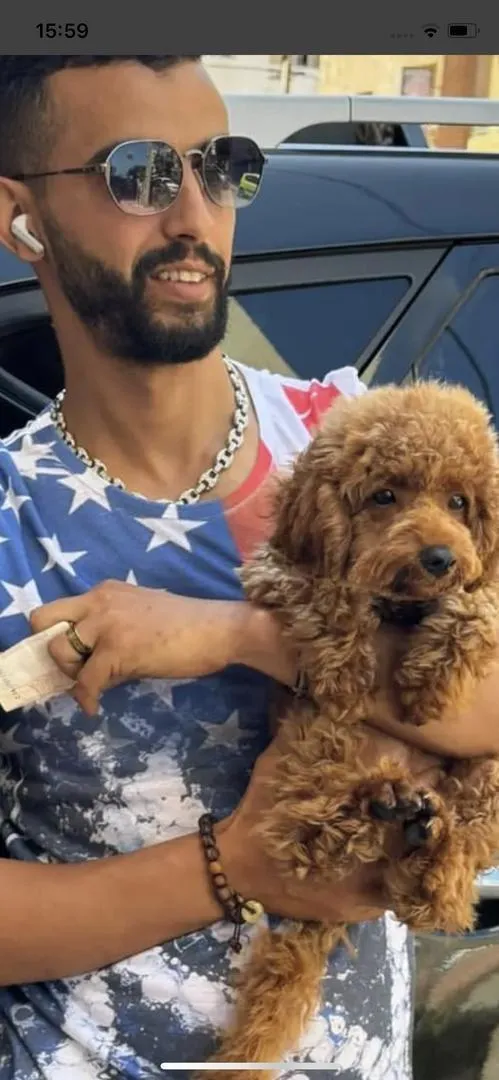 Chiot Caniche