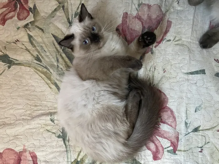 Chatons balinais
