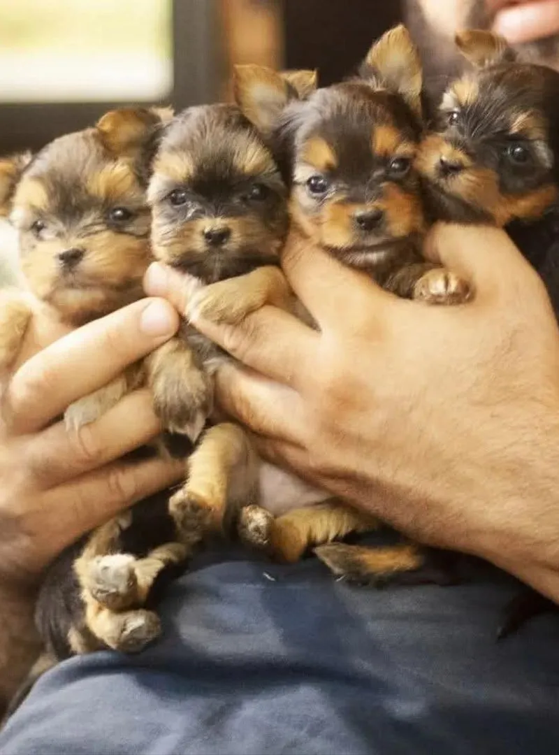 Chiot Yorkshire