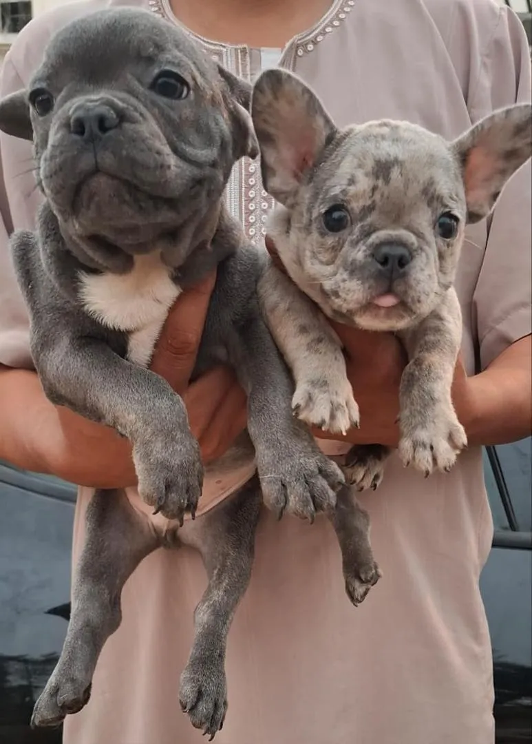 Chiot bouledogue français
