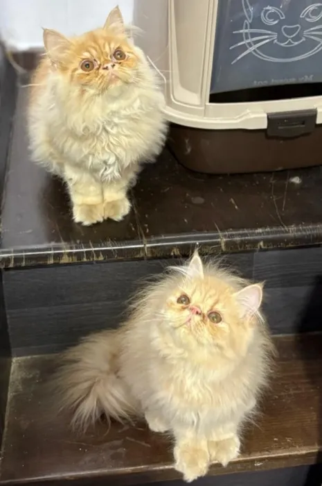 Persan peke face