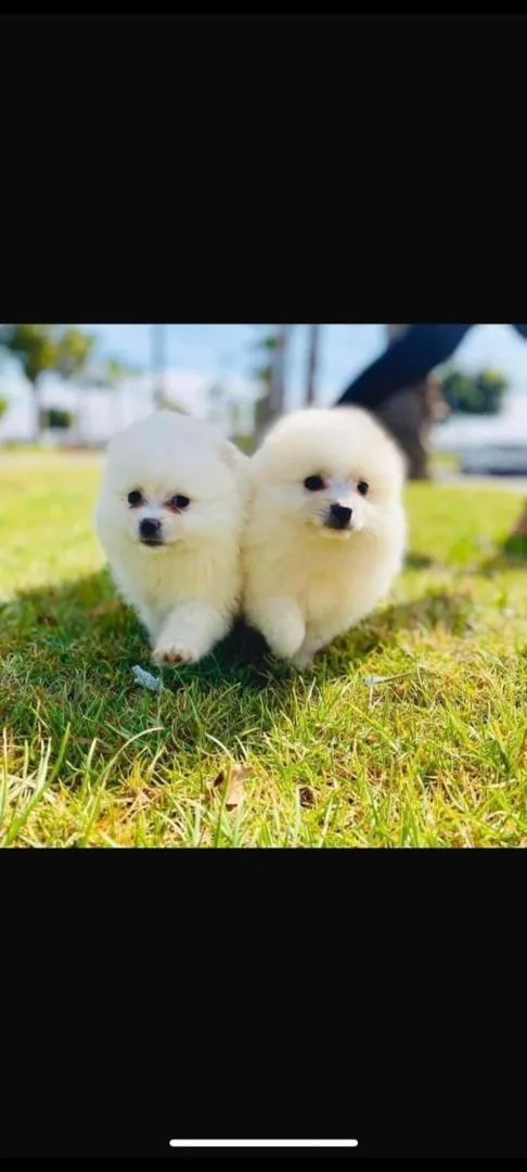 Chiot Spitz