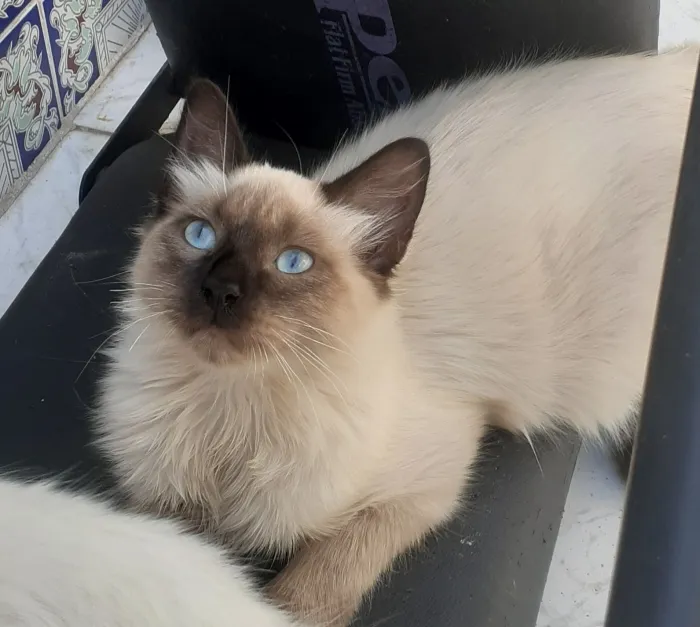 Chat siamois