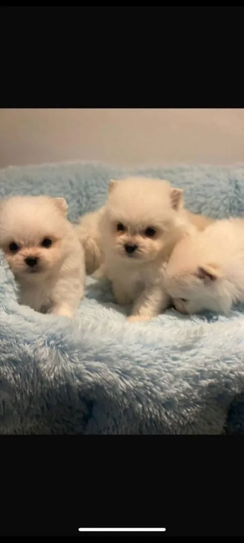 Chiot Spitz nain