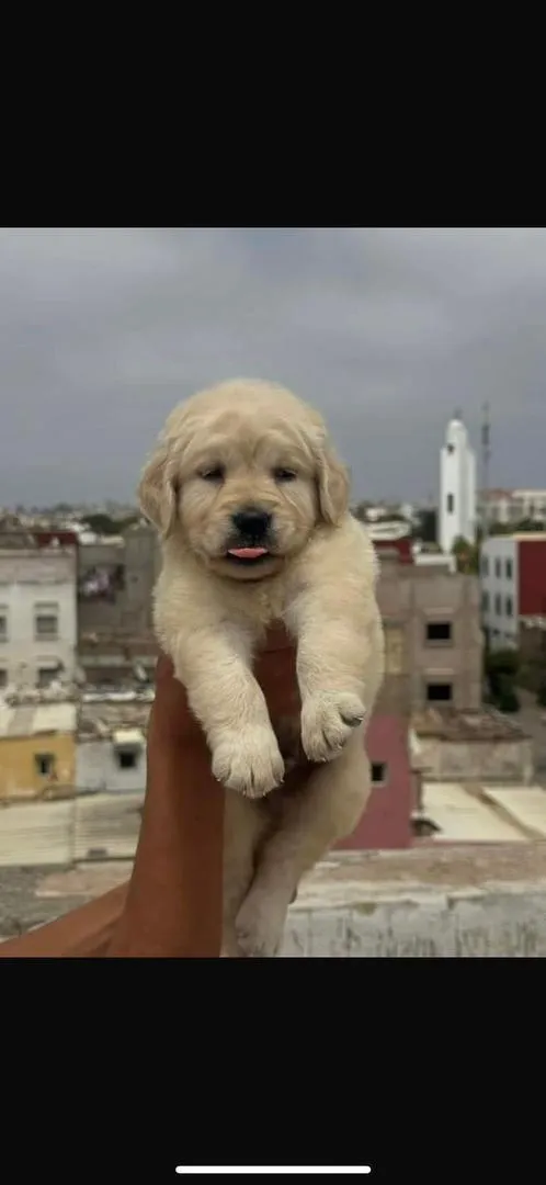 Chiot Golden Retriever