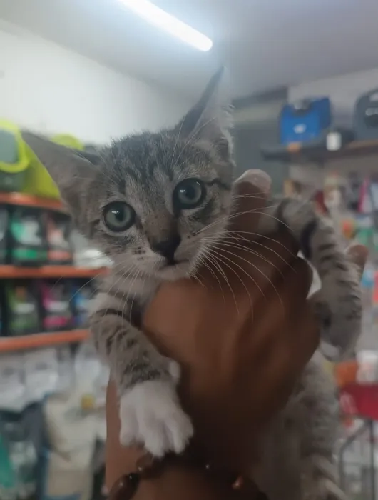 Chat en adoption