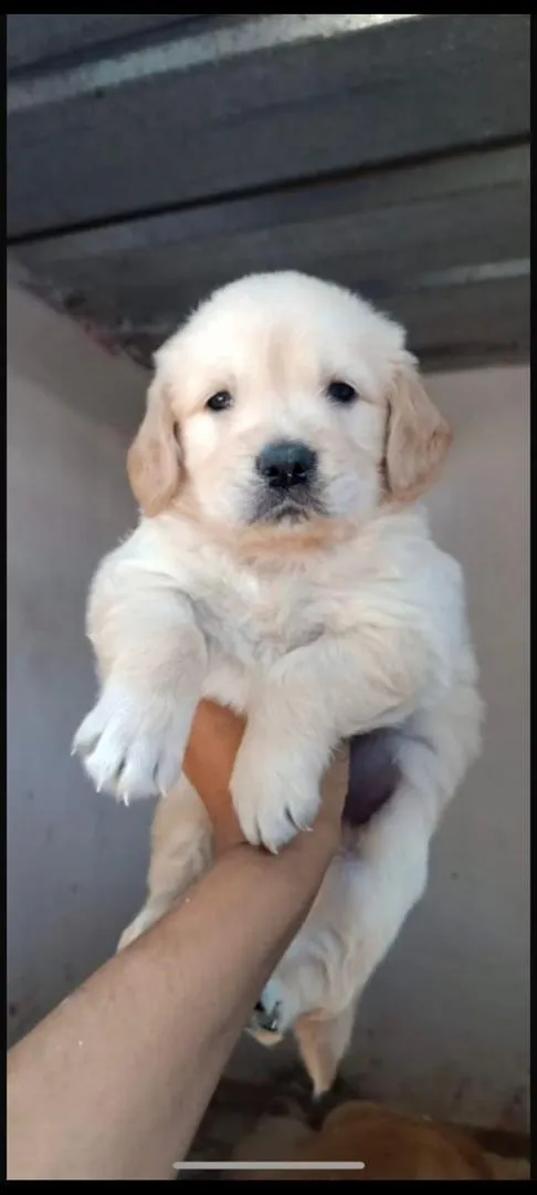 Chiot Golden Retriever à vendre
